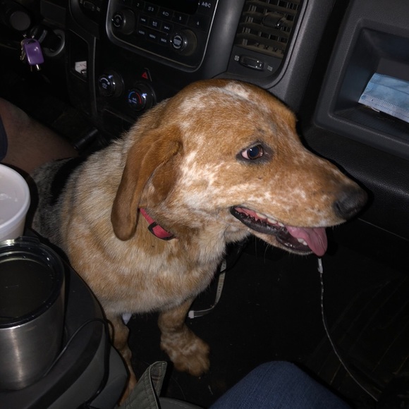 Meet your Posher, Kenzie - Picture 3 of 7